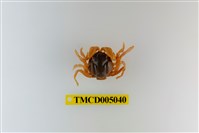 藏品(短指和尚蟹)的圖片